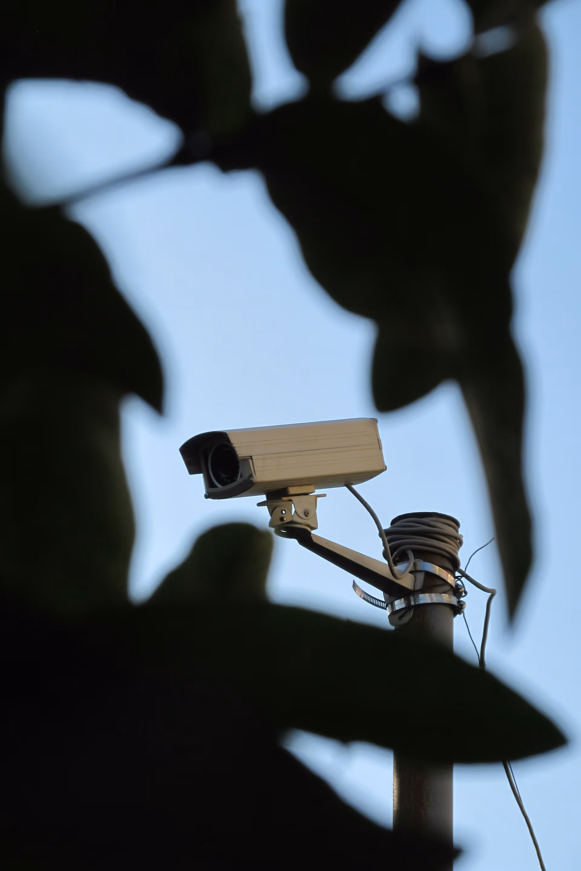 Security camera mounted on a pole against a clear blue sky, partially framed by dark leafy silhouettes.